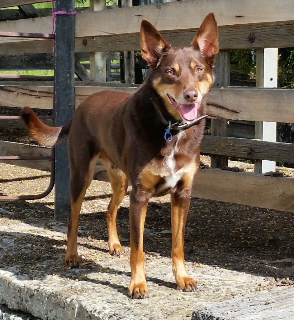 Kennel Cattery Morwell Traralgon Jack's K9 Place